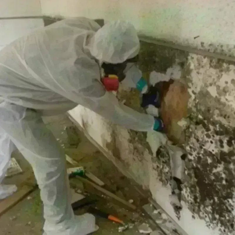 Mold Remediation and Removal in City of Lexington, VA